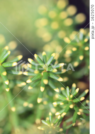 斑入ガンコウラン 1625070