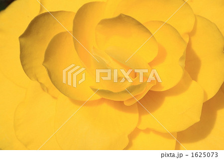 球根ベコニア 1625073