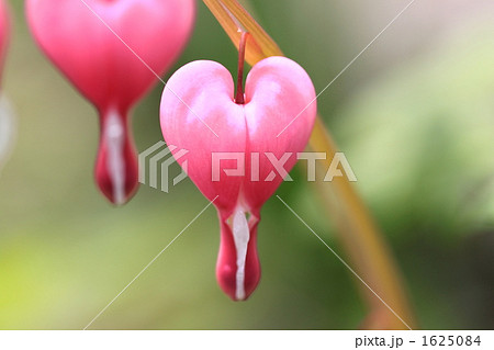 ケマンソウ 1625084