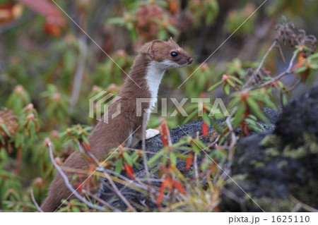 イシツツジとオコジョ イシツツジとオコジョ 1625110