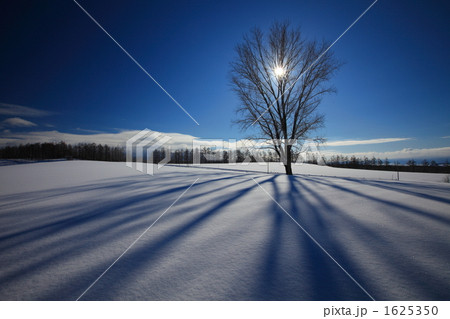 哲学の木の影 1625350