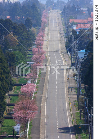 直線の桜並木 直線の桜並木 1625374