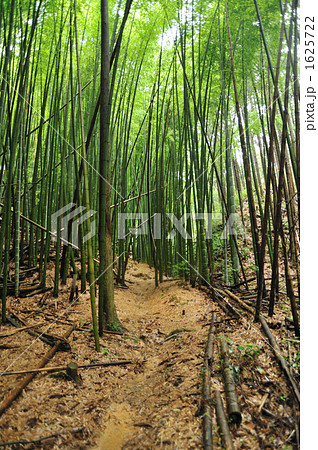 熊野古道 曼陀羅のみち 熊野古道 曼陀羅のみち 1625722
