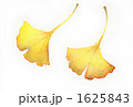 銀杏の落ち葉 1625843