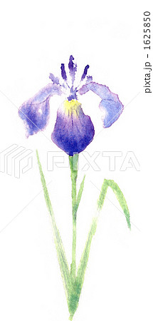 紫の花菖蒲のイラスト素材 1625850 Pixta