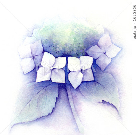 紫陽花 1625856