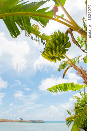 島バナナ 1626070