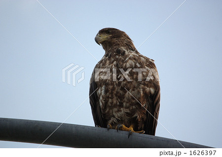 悠々と周りを見渡すオジロワシ 悠々と周りを見渡すオジロワシ 1626397