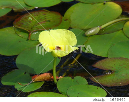 ビオトープ 池に咲く黄色いウォーターポピーの花 つぼみ