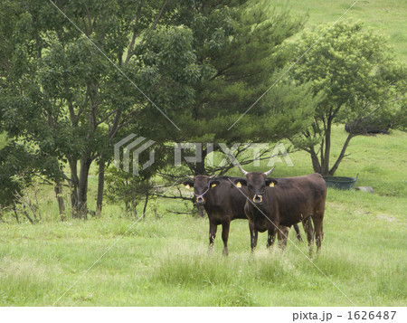 但馬牛の放牧 1626487