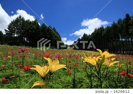 百合の花 百合の花 1626612