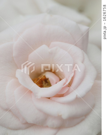 バラ　アスピリンローズ 1626758