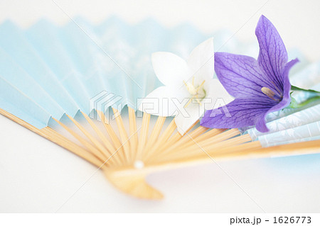 桔梗-07■扇子・キキョウ 1626773