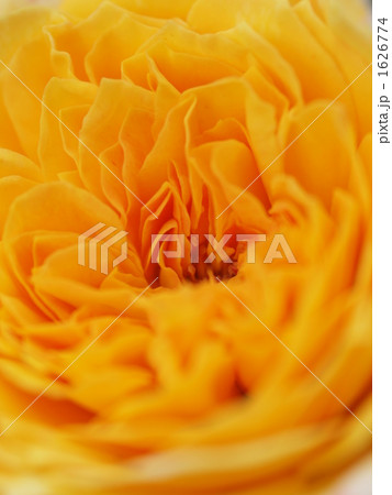 バラ　ジョルジュダンジャン 1626774