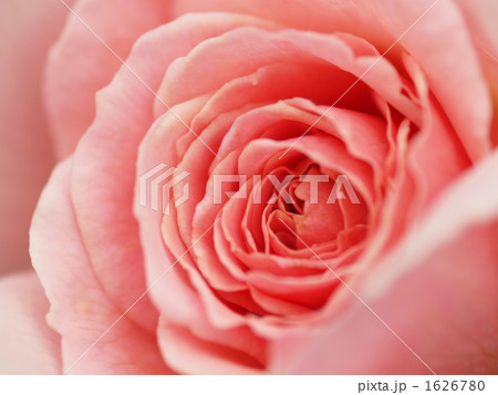 バラ　フランシスブレイズ 1626780