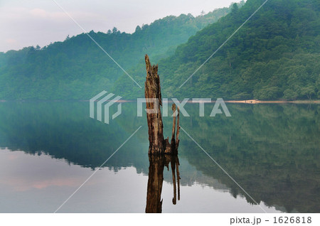 早朝の丸沼と枯木 1626818