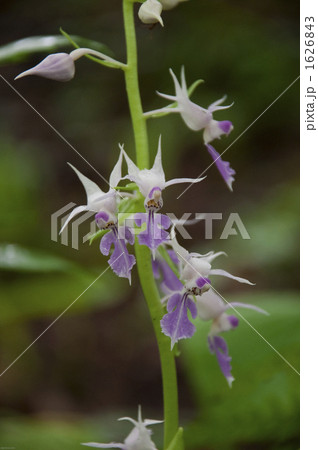 オクシリエビネの花 オクシリエビネの花 1626843