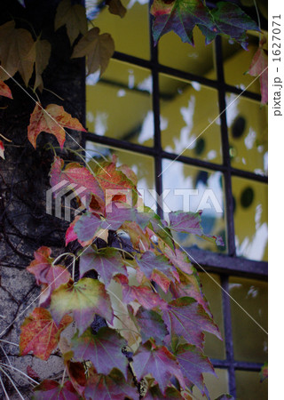 窓とアイビー２ 1627071