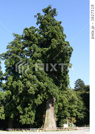 天然記念物　千葉県鴨川市清澄寺　大杉（千年杉） 1627519
