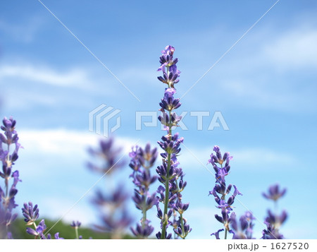 ラベンダー 1627520