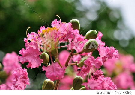 サルスベリ サルスベリ 1627860