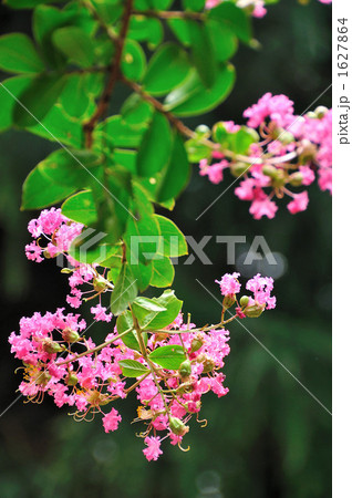 サルスベリ サルスベリ 1627864