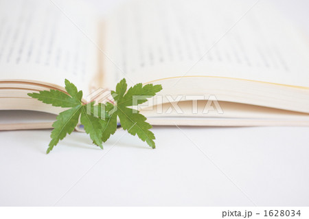 モミジ-01■紅葉・本（読書イメージ） 1628034