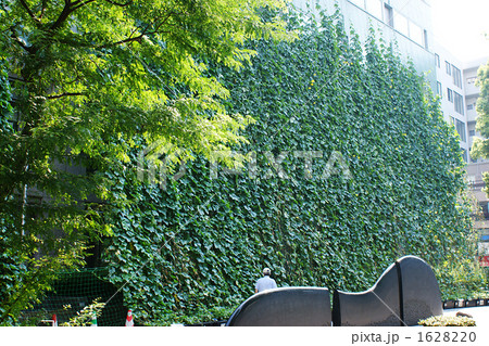 緑のカーテン 緑のカーテン 1628220
