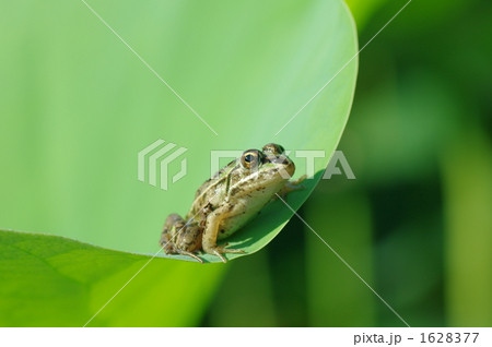 トノサマガエル トノサマガエル 1628377