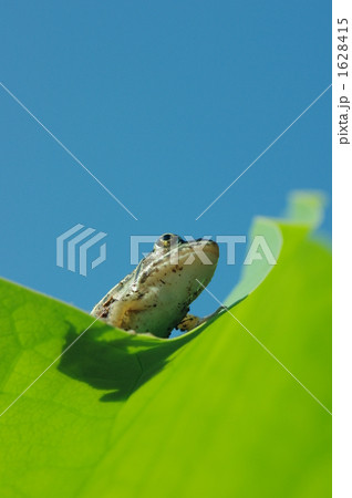 トノサマガエル トノサマガエル 1628415