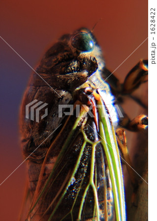 クマゼミ クマゼミ 1628422