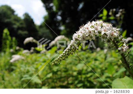 夏空の下のオカトラノオ 1628830