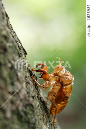 セミの抜け殻０２ 1628986