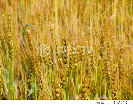 刈り入れ時の大麦 1629139