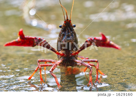 移動するザリガニ 1629160