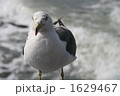 一羽のカモメ 1629467