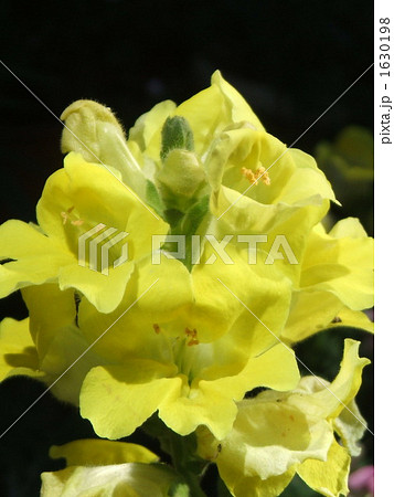 ５月の春に咲く黄色の花 ゴマノハグサ科の金魚草 スナップドラゴン の写真素材