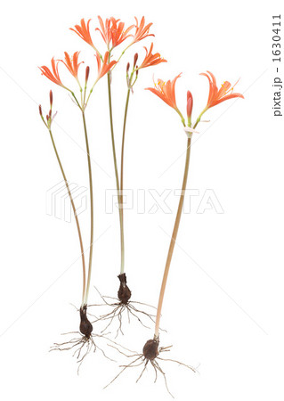 キツネノカミソリ 1630411