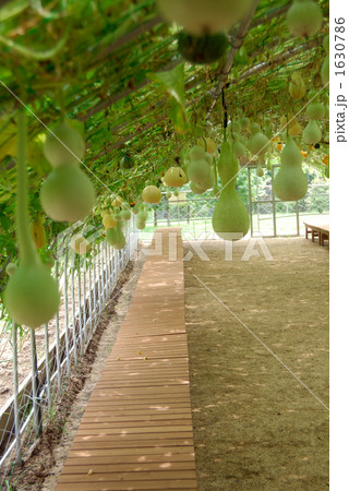 瓢箪栽培 1630786