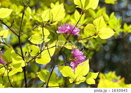 ミツバツツジの花と葉 1630945