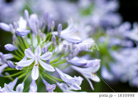 アガパンサスの花 アガパンサスの花 1630998