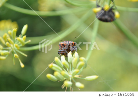 カメムシ 1631059