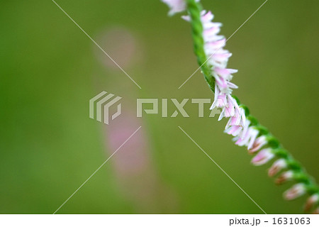 ネジバナの花 ネジバナの花 1631063