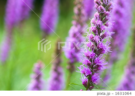 ユリアザミの花 1631064