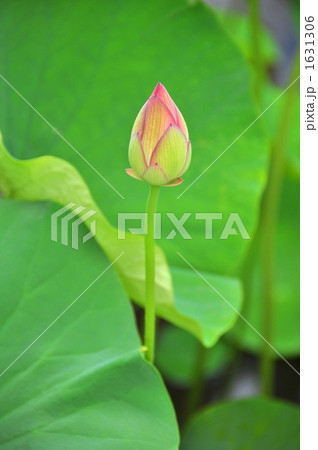 大賀ハス 1631306