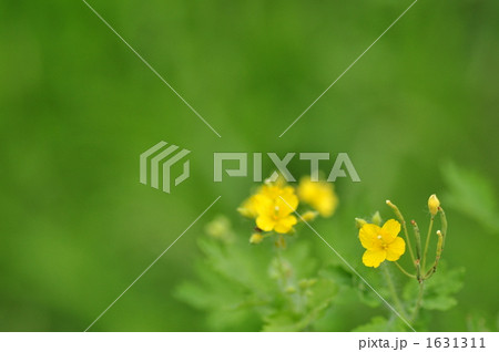 クサノオウ 1631311