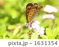 1631354