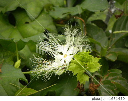 夜咲いて朝しぼむ糸のようなキカラスウリの花の写真素材