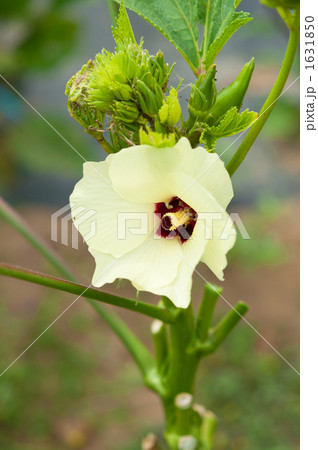 オクラの花 1631850