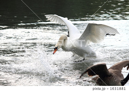 コブハクチョウの威嚇3 コブハクチョウの威嚇3 1631881
